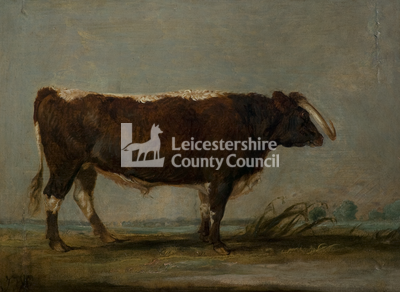 Leicestershire Longhorn Bull