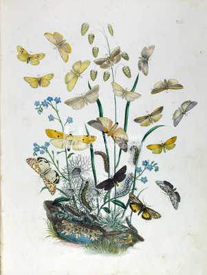 Book Plates: Flora and Fauna