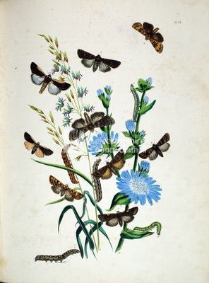 Book Plates: Flora and Fauna