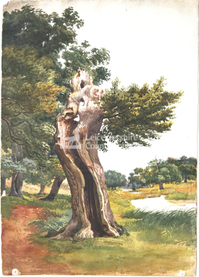 Old Oak in Bradgate Park