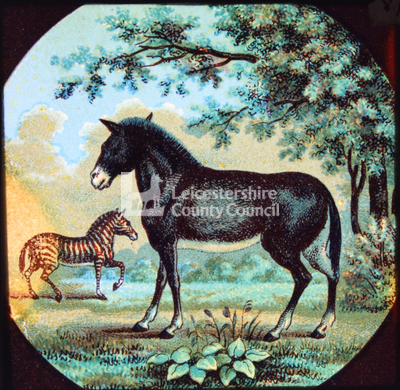 Horse and Zebra	