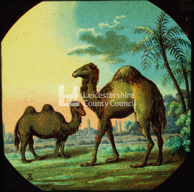 Camels 	