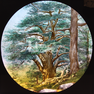Cedars of Lebanon	