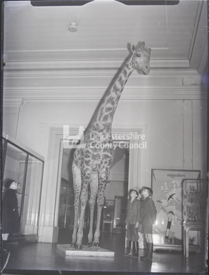 Giraffe in Museum