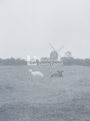 Windmill and cattle - Kibworth Harcourt, Leicestershire