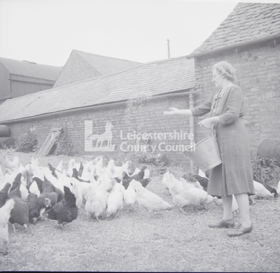 Woman feeding chickens in farmyard