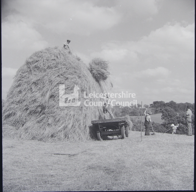 building a hay stack with cart
