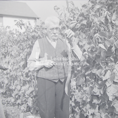 Man holding long kidney bean plant