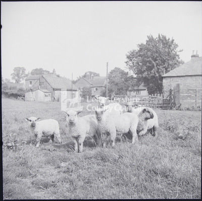 Six young sheep in field