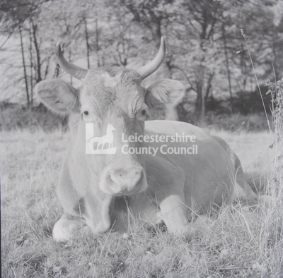 Horned cow or bull lying in field