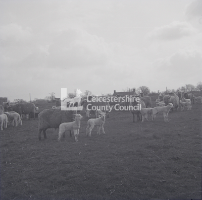 Large group of sheep and lambs in field
