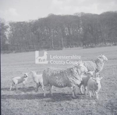 Two Sheep and four lambs in field