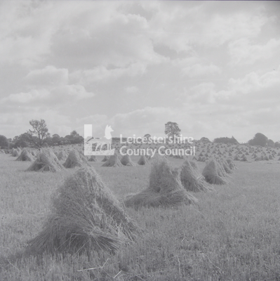 Harvest; corn stooks in field