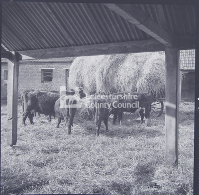 Cows by haystack in farmyard, eating hay