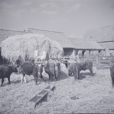 Cows by haystack in farmyard, eating hay
