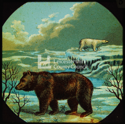 Animal Lecture Slides: Brown And Polar Bears