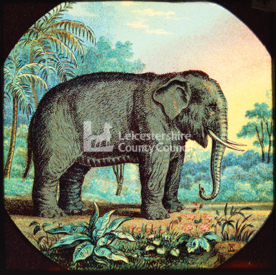 Animal Lecture Slides: The Elephant
