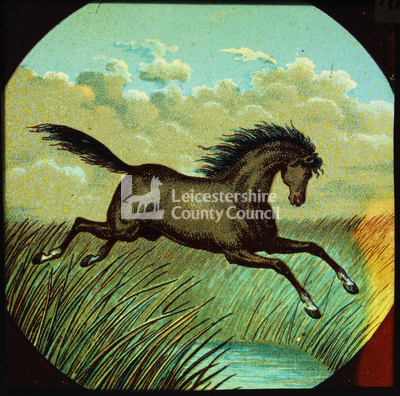 Animal Lecture Slides: The Wild Horse