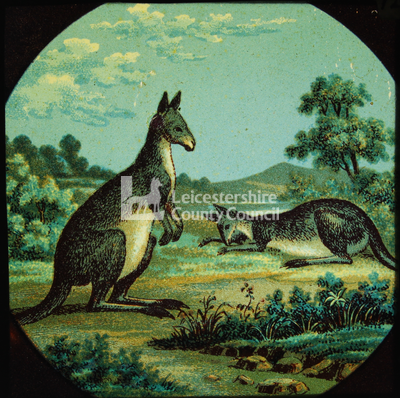 Animal Lecture Slides: Kangaroos