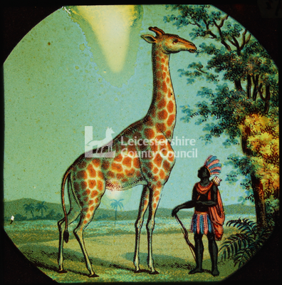 Animal Lecture Slides: Giraffe