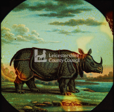 Animal Lecture Slides: Rhinoceros