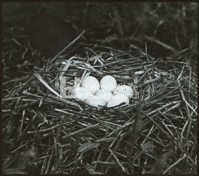 Coot Nest	