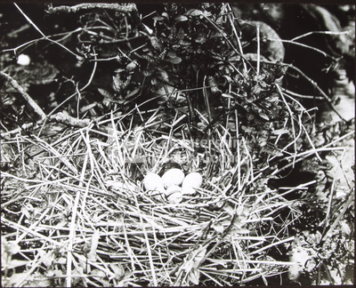 Water-Hen Nest	