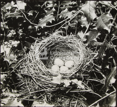 Blackbird Nest 	