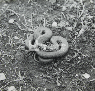 Grass Snake	