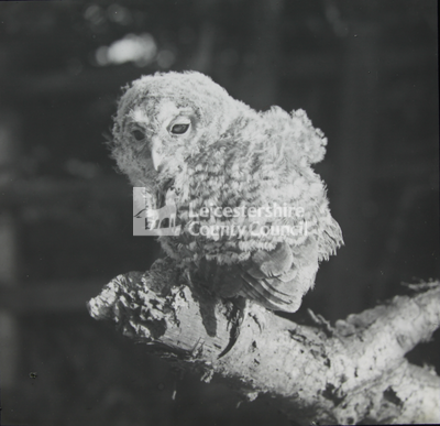 Young Tawny Owl	