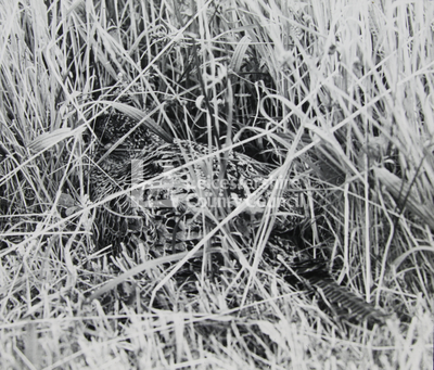 Pheasant on nest in field	