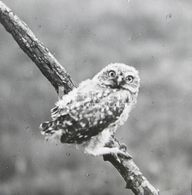 Young Little Owl. Third Stage	